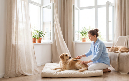 Seasonal Pet Care Tips for Warm and Humid Weather