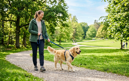 Outdoor Pet Care Products for Walks, Parks and Travel