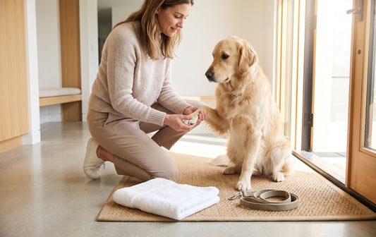 Simple Paw Care Tips for Dogs